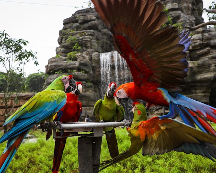 Opening May 8, Bird Paradise at Mandai to entice visitors with kid-friendly interactive features, more walk-through aviaries