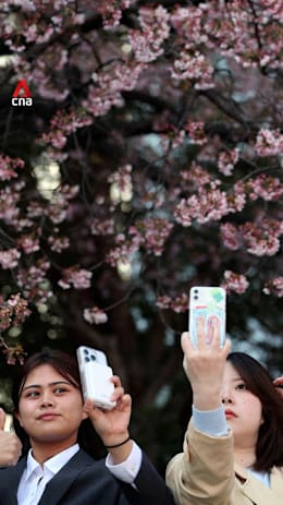 Cherry blossom season officially underway in Tokyo