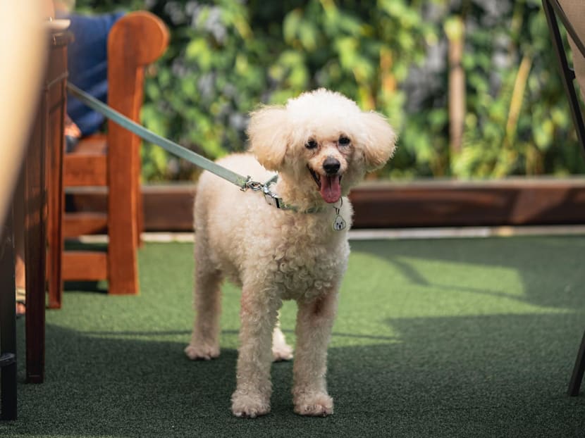 Raffles Courtyard to become pet-friendly from Jun 1 alongside new menu and dining deals