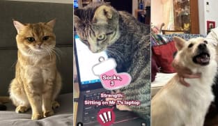 Commentary: Why are voters interested in the pets of Singapore’s presidential candidates?
