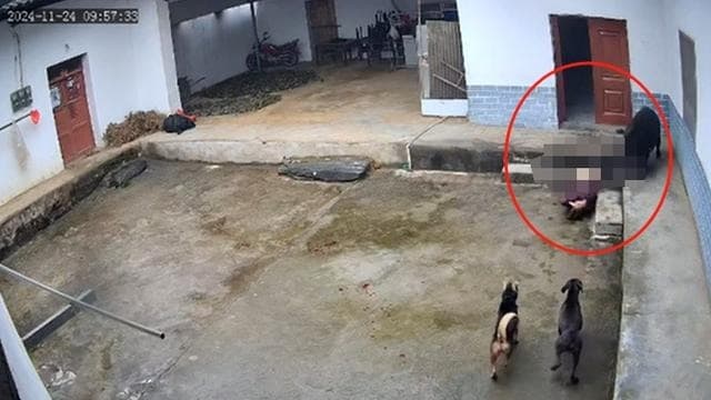 陕西野猪冲进家中夺老人命 三狗欲救完全非敌手