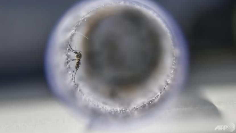 3 kes Zika dilaporkan di Kovan, pertama sejak Ogos 2022 3 kes Zika dilaporkan di Kovan, pertama sejak Ogos 2022