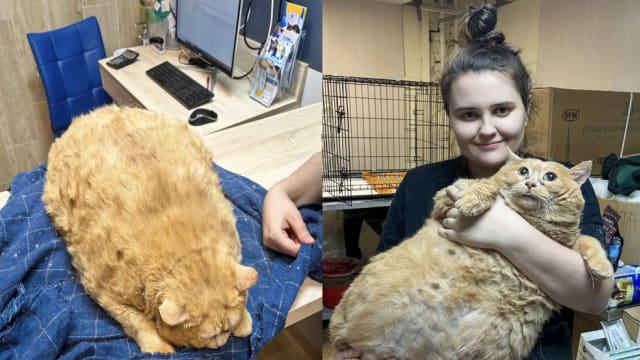 俄罗斯橘猫被医院员工过度“宠爱”  胖达17公斤无法行走