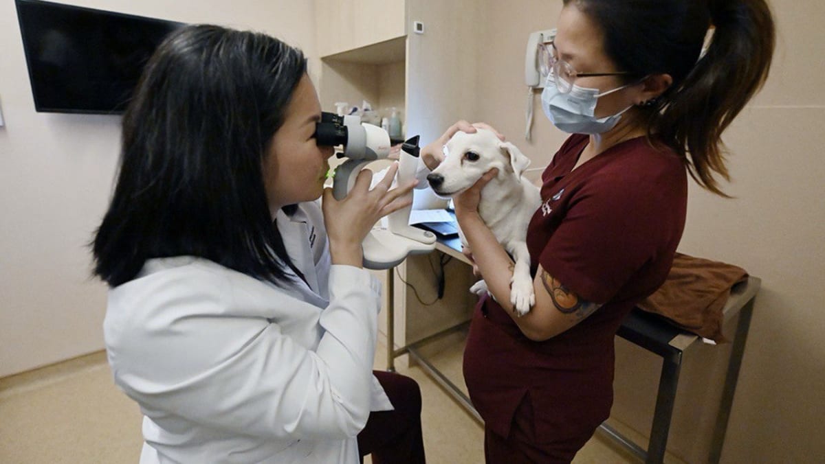 Meet the animal eye doctor who has restored sight to dogs, cats, an eagle, a lion cub, even a lizard