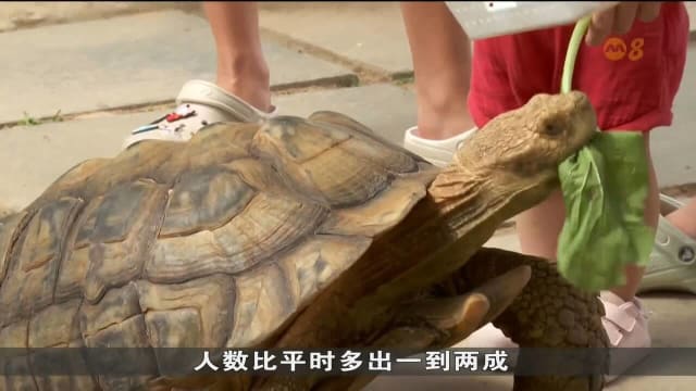 口试练习：聚友爱甘榜教育园区与活龟鳖博物馆搬迁