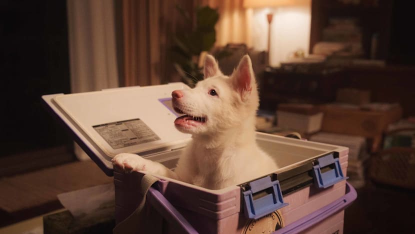 Gohan Review: Bring Tissues For This Heartwarming Thai Drama About A Stray Dog