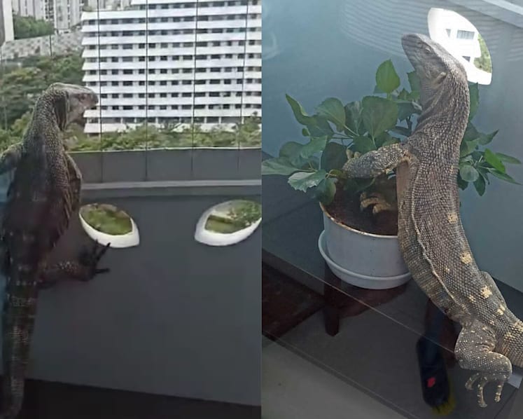 Monitor lizard that wandered into Punggol flat not native to Singapore; NParks investigating