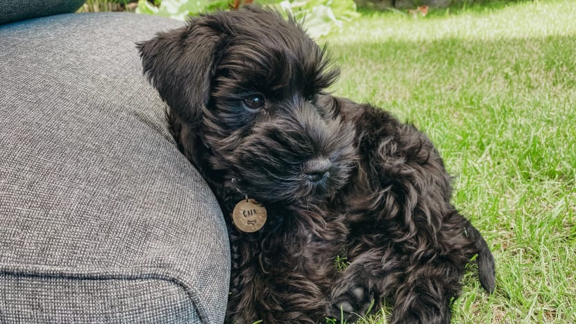 Owner fined for not sending sick dog to vet until it had to be euthanised