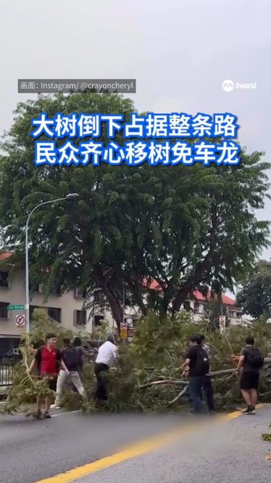 大树倒下占据整条路  民众齐心移树免车龙
