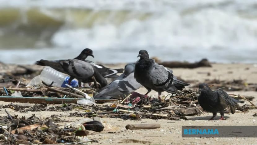 Korea Selatan sahkan satu lagi kes selesema burung sangat berbahaya
