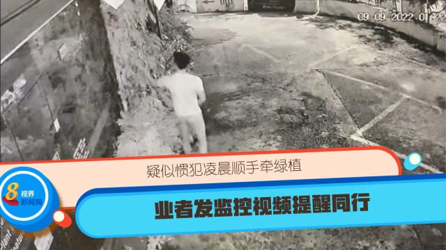 疑似惯犯凌晨顺手牵绿植 业者发监控视频提醒同行
