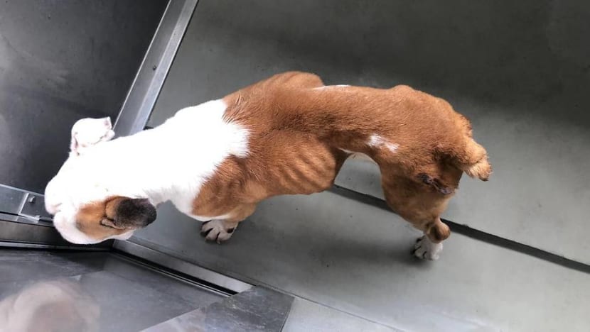 Man fined for abusing dog that was found malnourished and near death in a cage