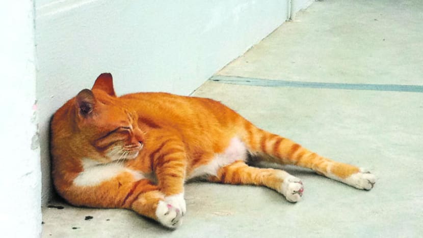 Most people agree pet cats should be licensed, allowed in HDB flats: AVS survey