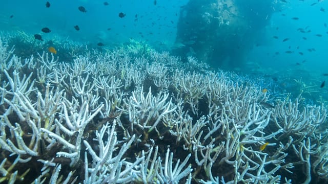 随着海温上升 全球热带珊瑚礁濒临不可逆转死亡潮