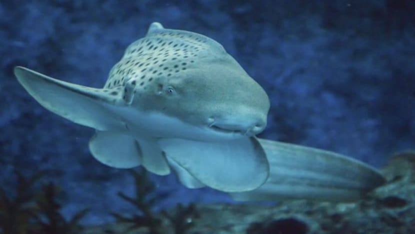 Ikan yu 'ajaib' SEA Aquarium rai ulang tahun ke-5 pada Hari Kebangsaan S'pura