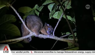From hunters to guardians: The Indonesian villagers saving the blue-eyed cuscus 