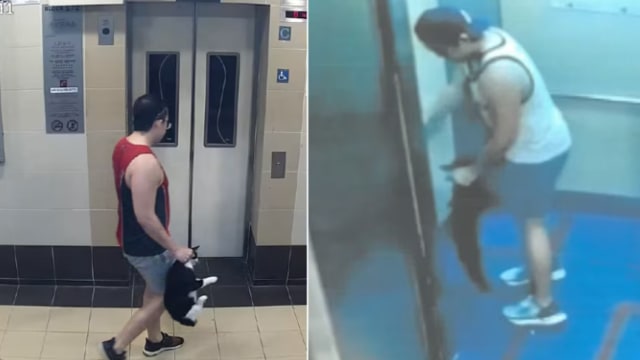 干下多起虐猫案男子被判监14个月 检方提出上诉
