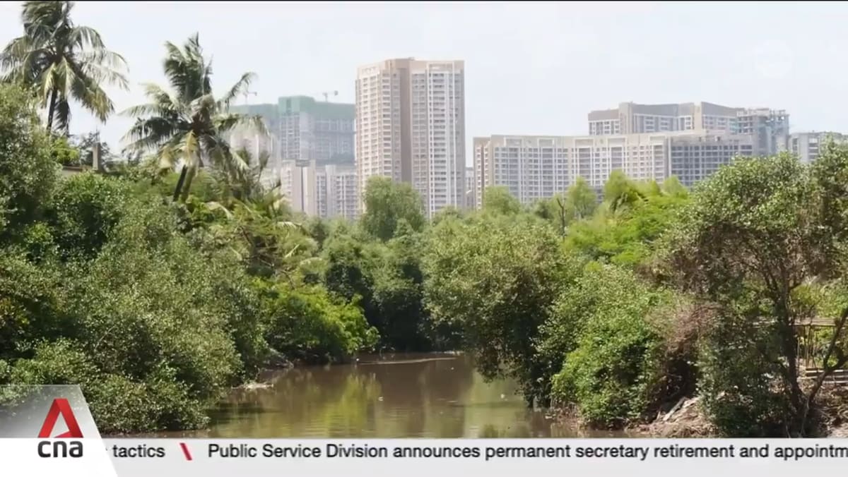Mumbai's mangroves under threat as city expands