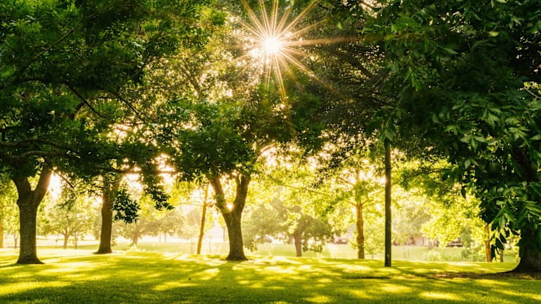 2.1 juta pokok bakal ditanam di Madinah menerusi inisiatif baharu