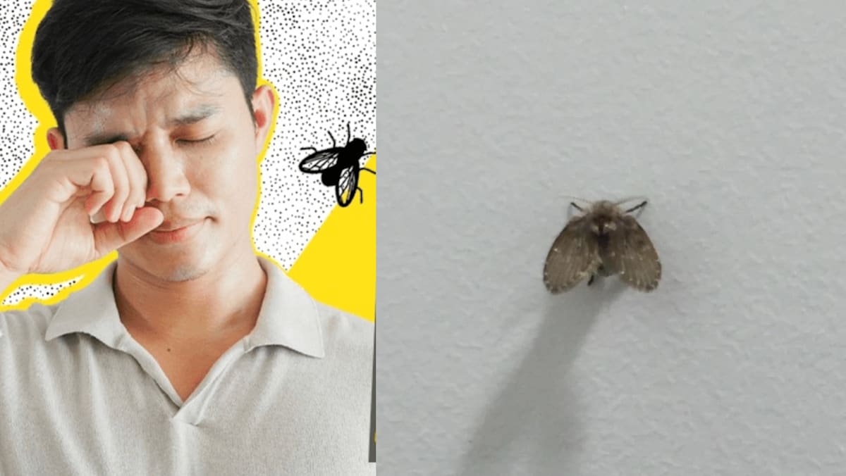 Man Swats Drain Fly Then Rubs Eye, Ends Up Losing An Eyeball To Severe Infection