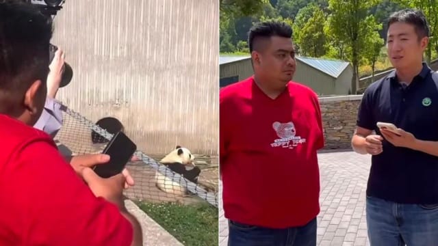 马国奶爸陪熊猫回国 意外在中国社媒爆红