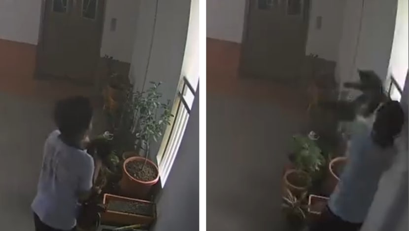 Lawyers say rehab is 'best option' for cat-killer boy, but animal groups call for more follow-ups to prevent repeat Lawyers say rehab is 'best option' for cat-killer boy, but animal groups call for more follow-ups to prevent repeat