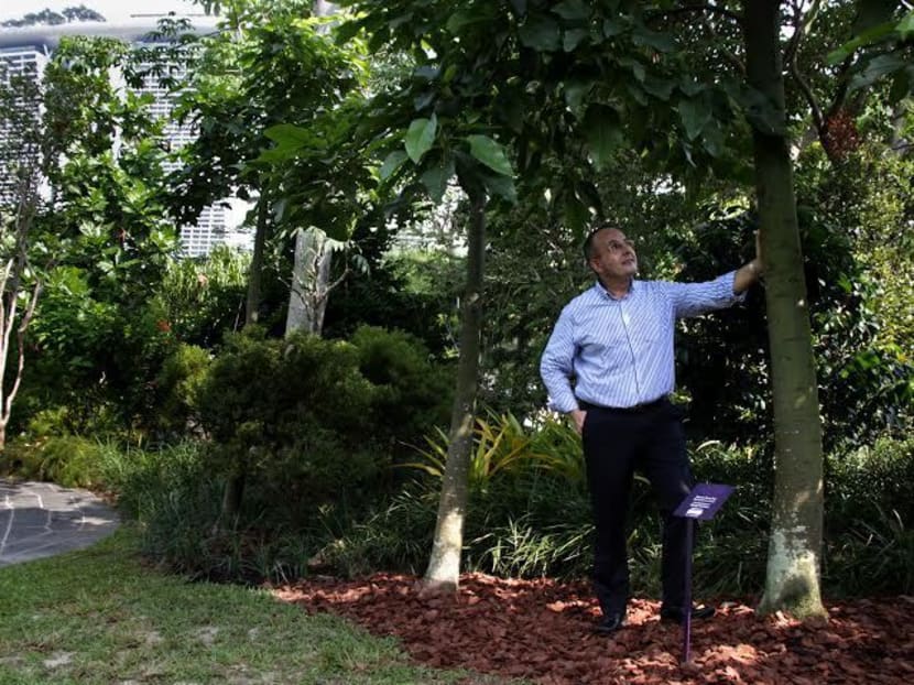 Australian is first person to adopt a tree at Gardens by the Bay