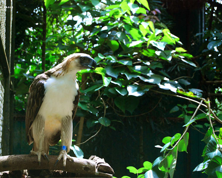 One of world’s rarest eagles to land at Jurong Bird Park this year