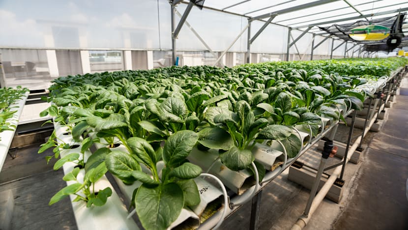 Singapore replaces '30 by 30' food sustainability goal with targets for specific food categories