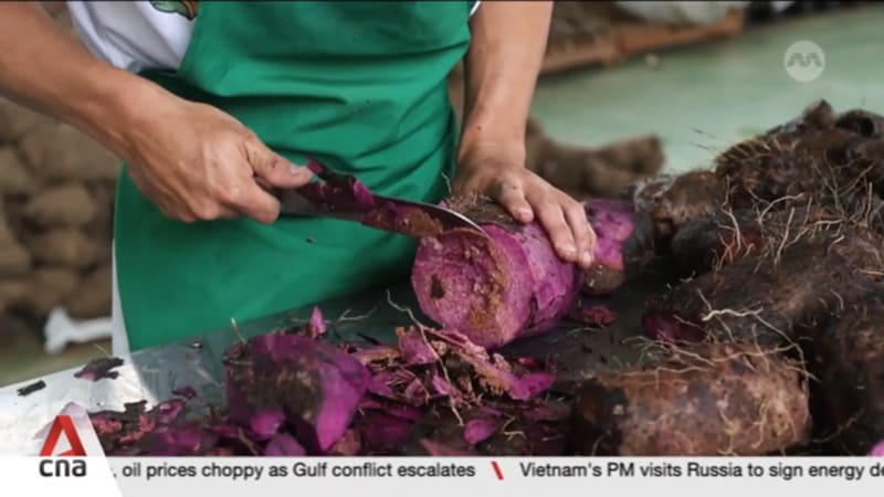 Philippine root crop ube faces growing challenges despite global popularity