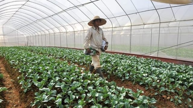 政府推动本地农场提升产量与能力 扩大食物来源地保障安全