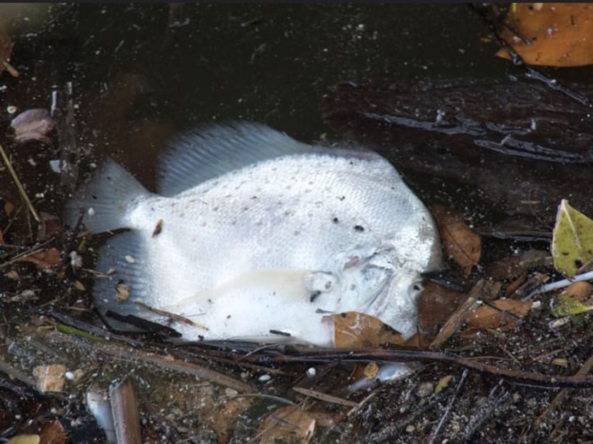 Up to 600 tonnes of fish lost to algal bloom: AVA