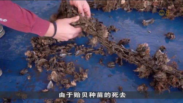 遇三年来第二次创纪录高温 希腊贻贝收获大跌90%