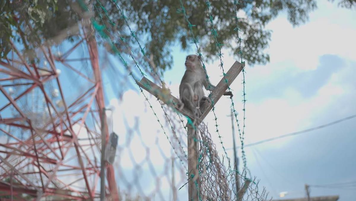 The Dark Web - S1E2: Wildlife Clickbait