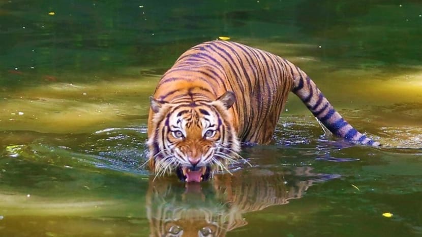 Lelaki Orang Asli maut dibaham harimau di Kelantan