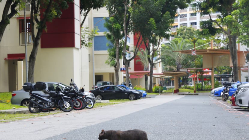 Man, 40, arrested in connection with Yishun cat abuse cases