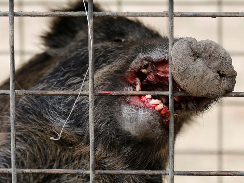 Gallery: Six years after Fukushima disaster, a new danger looms: Radioactive boars