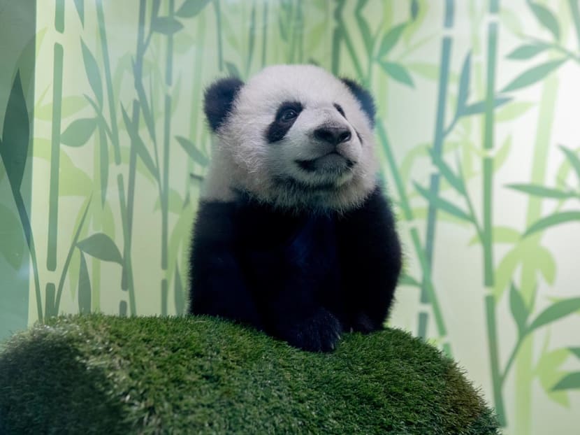 Explainer: Why must panda cub Le Le return to China instead of staying with its parents at River Wonders?