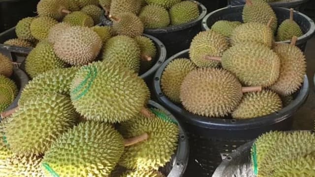 季节近尾声狮城又来大订单 马国劳勿猫山王收购价暴涨