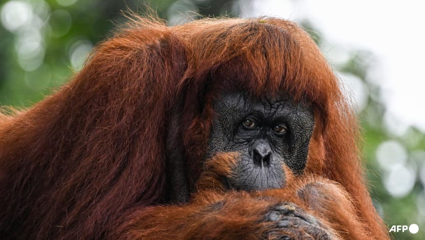 Malaysia eyes 'orangutan diplomacy' with nations that import palm oil Malaysia eyes 'orangutan diplomacy' with nations that import palm oil