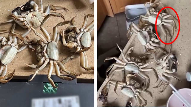 网购称收到死蟹要退款被识破 广东买家用AI造假视频被拘留