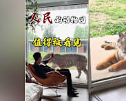 Sleep next to tigers? Hotel inside Chinese zoo offers controversial ‘tiger-view rooms’