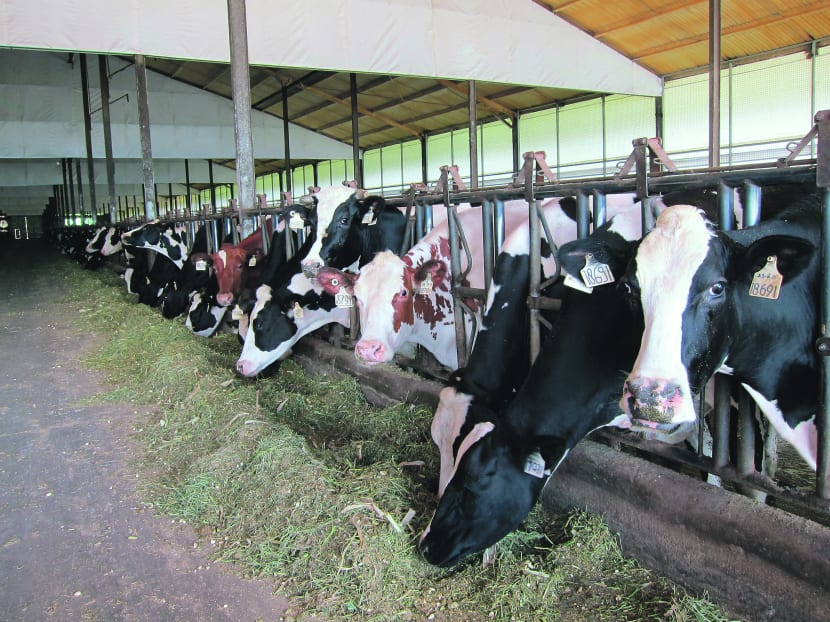 Dairy farms to expand in Asia as milk consumption increases