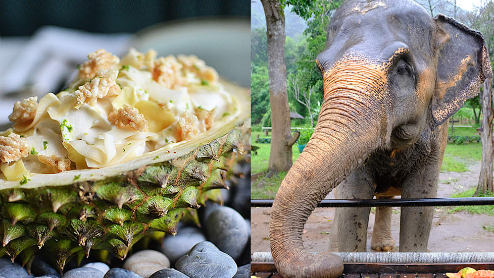 Phuket beyond the beach: Rescued elephants, creative cuisine and wellness