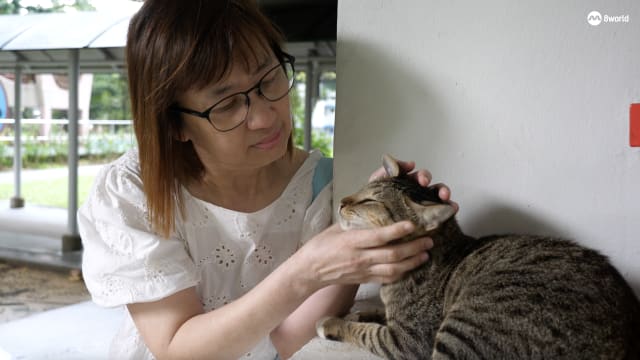 亲睹流浪猫被打满脸血 她就此踏上救猫旅程