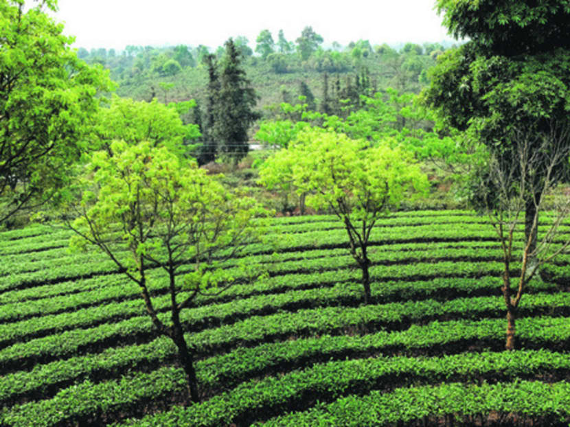 Have you heard of China’s Xishuangbanna?