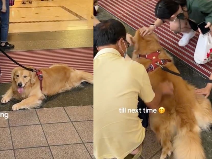 TikTok-famous Golden Retriever refuses to budge from Takashimaya entrance until he gets free pats