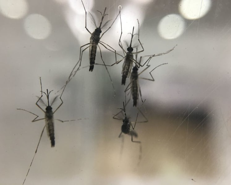 Mozzies pose unexpected challenges to Singapore’s Wolbachia project
