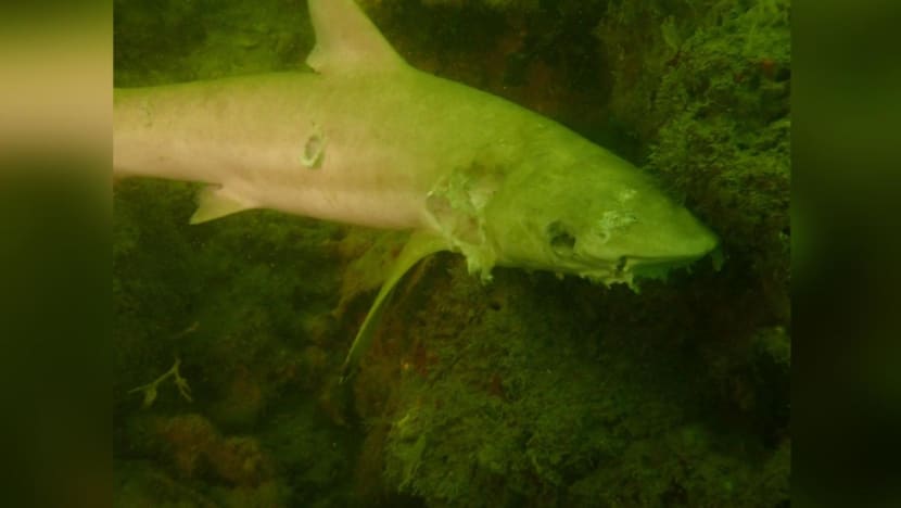8 blacktip reef sharks found dead in waters off Pulau Hantu 8 blacktip reef sharks found dead in waters off Pulau Hantu
