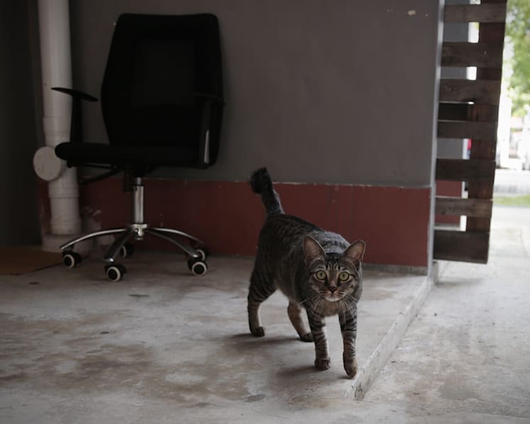 Woman fined for abandoning 4 cats, fearing they could spread Covid-19